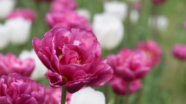 Close-up of tulip flower heads in bloom in garden. — Stock video