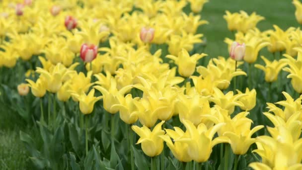Primer plano de tulipanes amarillos florecientes. Fondo borroso. — Vídeo de stock