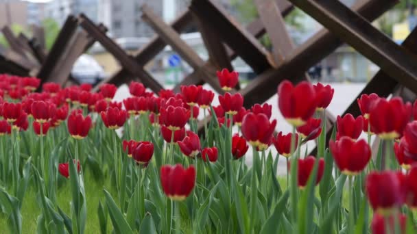 Many blooming red tulips with anti-tank hedgehog in the background. — Stock video