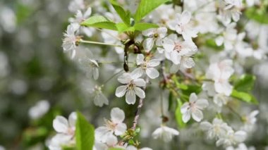 Rüzgarda sallanan kiraz dalları