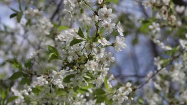 Rüzgarda sallanan kiraz dalları