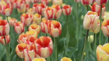 Converging flower beds with bright blooming tulip bulbs.