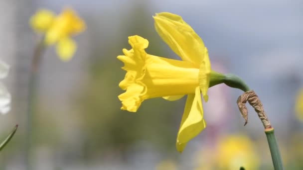 Close-up van de gele dafodil in het park — Stockvideo