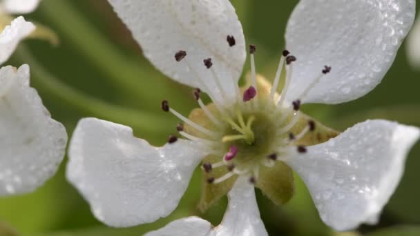 Close-up of pear blossom on pear tree. — Stockvideo