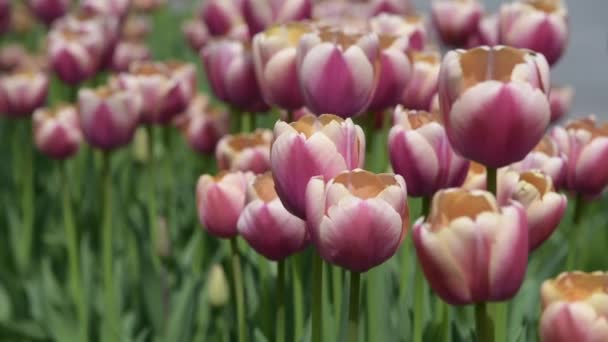 White and pink tulips on a green lawn in a city park. — Vídeo de stock
