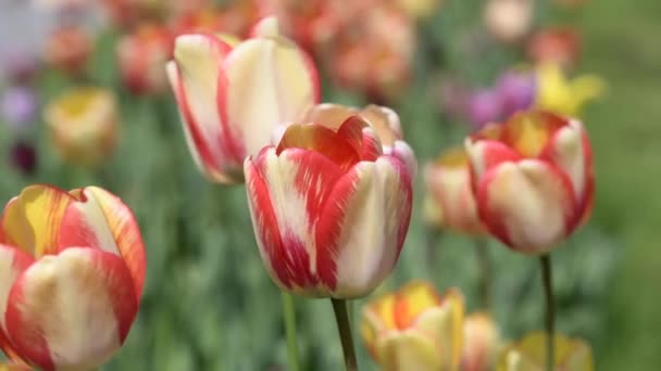 Close-up of colorful blooming tulips. Blurred background. — Stok Video