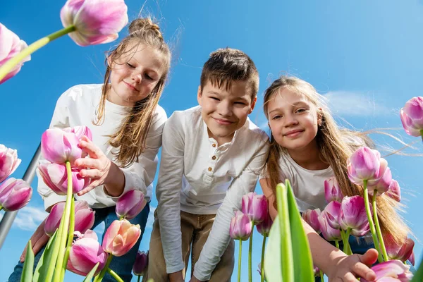 Tre Tonåringar Böja Över Blommande Rosa Och Vita Tulpan Blommor — Stockfoto