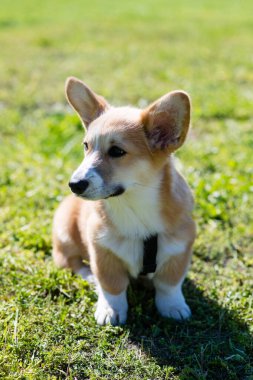 Corgi yavrusu güneşli bir günde yeşil çimlerde oturur..