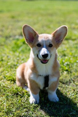 Corgi yavrusu güneşli bir günde yeşil çimlerde oturur..