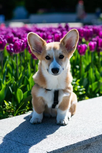 Chiot Corgi est assis sur un jour ensoleillé sur le fond de tulipes en fleurs. — Photo