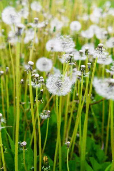 Puszyste mniszki na trawniku w parku. Niesamowita łąka z polnymi kwiatami. — Zdjęcie stockowe