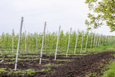 İlkbaharda çiçek açmış sıra sıra ağaçlarla dolu bir elma bahçesi..