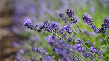 Close-up view of bees pollinate violet lavender flowers