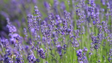 Close-up Beautiful Blooming Lavender Flowers Sway in the Wind. Honeybee working on Lavender Flowers. Blooming Violet Fragrant Lavender Flowers.