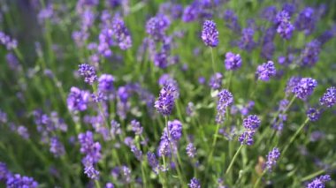Güzel Çiçekli Lavanta Çiçekleri Rüzgarda Sallanıyor. Seçici olarak lavanta çalılarına odaklan. Çiçek açan Violet Kokulu Lavanta Çiçekleri. Doğa Arkaplanı.