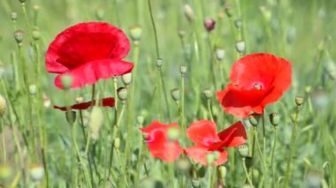 Rüzgarda sallanan haşhaş çiçeğinin yakın çekimi.