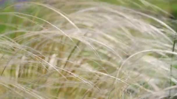 Wild Feather Grass Swaying Wind Beautiful Summer Day — Vídeo de Stock
