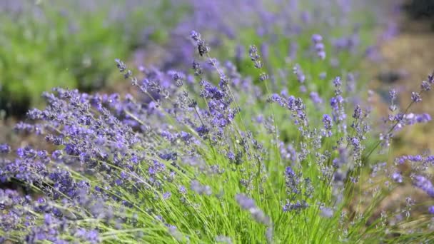 薰衣草盛开的紫罗兰芬芳的薰衣草花在田里的雨滴里 水滴里 关上了 — 图库视频影像