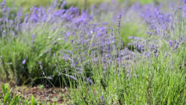Lavender Field Irrigated Water Close — Vídeo de stock