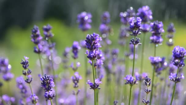 Purple Lavender Flowers Field Rain Drops Growing Lavender Flower Closeup — Vídeos de Stock