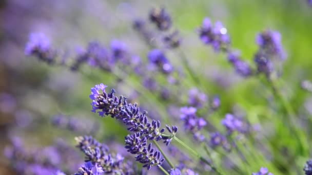 Close Beautiful Blooming Lavender Flowers Sway Wind Honeybee Working Lavender — Vídeo de Stock