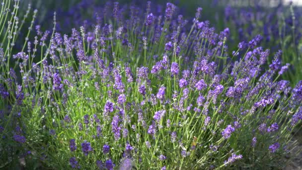 Beautiful Blooming Lavender Flowers Sway Wind Selective Focus Bushes Lavender — Stok video