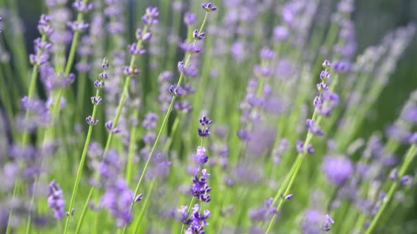 Beautiful Blooming Lavender Flowers Sway Wind Selective Focus Bushes Lavender — Video