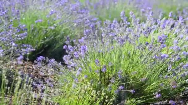 Beautiful Blooming Lavender Flowers Sway Wind Selective Focus Bushes Lavender — Vídeo de Stock