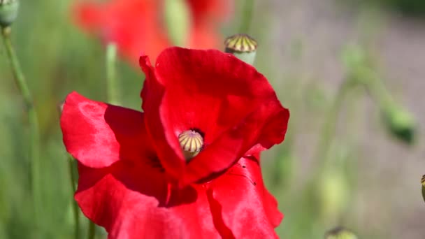 Close Field Poppy Flower Swaying Wind — Vídeo de stock