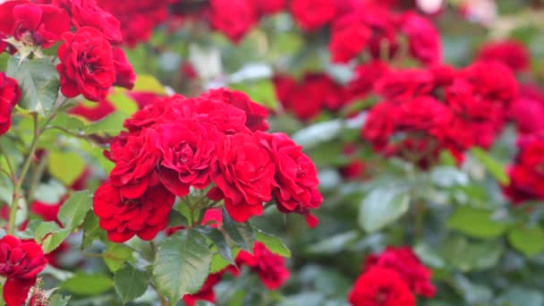 Квіти Червоних Троянд Кущі Саду Концепція Вирощування Квітів Троянди Ширяють — стокове відео