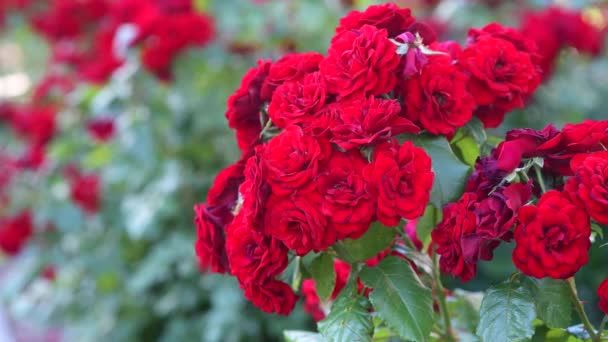 花园里的灌木丛上放着红玫瑰花 花长的概念 玫瑰在风中摇曳 — 图库视频影像
