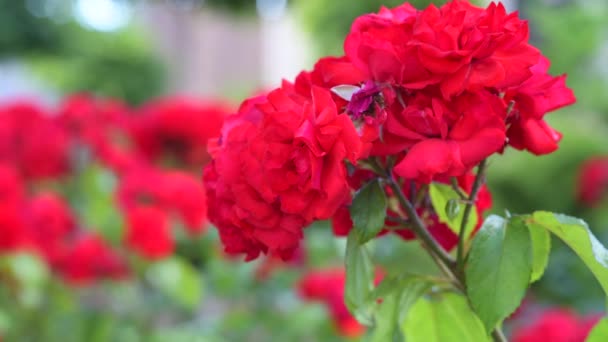 Kwiaty Czerwonych Róż Krzewie Ogrodzie Koncepcja Uprawy Kwiatów Róże Kołyszą — Wideo stockowe