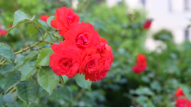 Blommor Röda Rosor Buske Trädgården Blomsterodlingsbegreppet Rosor Svajar Vinden — Stockvideo