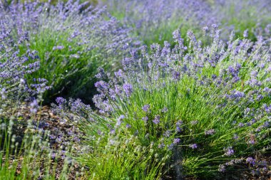 Güneşli bir günde lavanta tarlasında çiçek açan lavantalar.