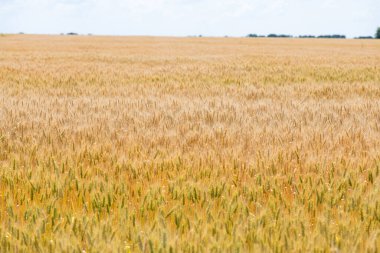 Arka planda buğday tarlası ve gökyüzünün panoramik görüntüsü. Ukrayna 'da bitmeyen buğday tarlası.