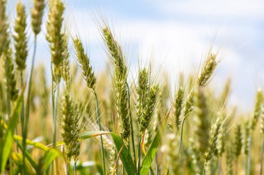 Buğday tarlasında yetişen olgunlaşmamış buğday kulakları. Ukrayna 'da buğday tarlası.