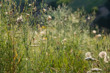 Yazın güneşli bir günde çayırda kır çiçekleri ve otlar.