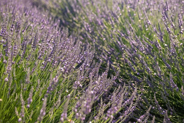 Close Beautiful Lavender Blooming Early Summer Sunny Day — ストック写真