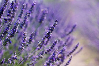 Close-up of flowers of blooming violet fragrant lavender flowers in summer.