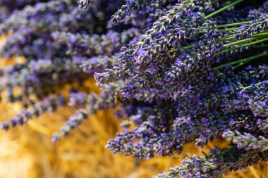 Bundles of fresh cut blooming lavender lies on a bale of hay. Honey bee pollinating flower of lavender.