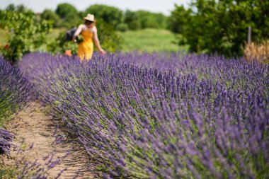 Bir yaz gününde çiçek açan lavantalar. Arka planda bir kadın figürü.