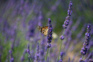 Lavanta çiçeğine konmuş bir kelebeğin yakın plan görüntüsü lavanta tarlasının arka planına karşı.