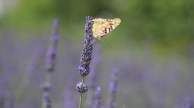Lavanta çiçeğine konmuş bir kelebeğin yakın plan görüntüsü lavanta tarlasının arka planına karşı.