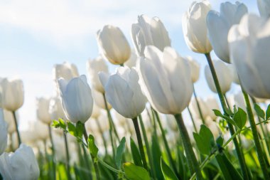 Close-up of a white tulip against the evening sky.