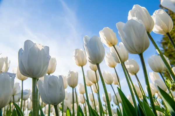 Close-up of a white tulip against the evening sky.