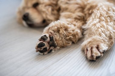 American Cocker Spaniel lies on the floor. Dog paw close-up.