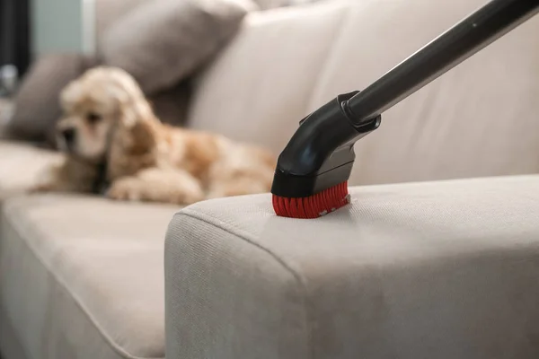 Sofa Cleaning Vacuum Cleaner Home Cleaning Background Dog Lies Sofa — ストック写真