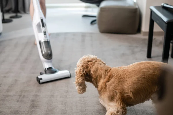 Dog Watching Cleaning House Vacuum Cleaner Dog Runs Away Vacuum — Fotografia de Stock