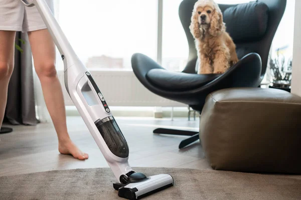 Dog Watching Cleaning House Vacuum Cleaner Dog Sit Chair — Stockfoto