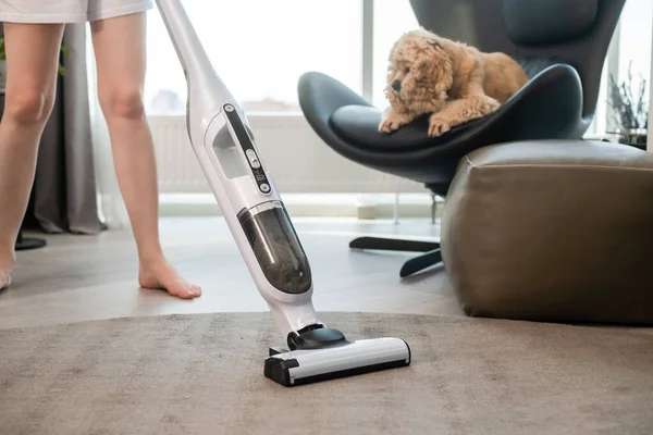 The dog is watching the cleaning in the house with a vacuum cleaner. Dog sit on chair.